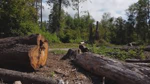 Professional Tree Removal in Oneida, NY