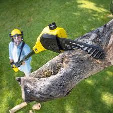 Best Tree Mulching  in Oneida, NY