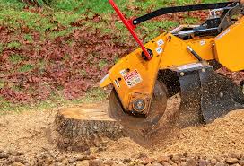 Best Tree Removal  in Oneida, NY