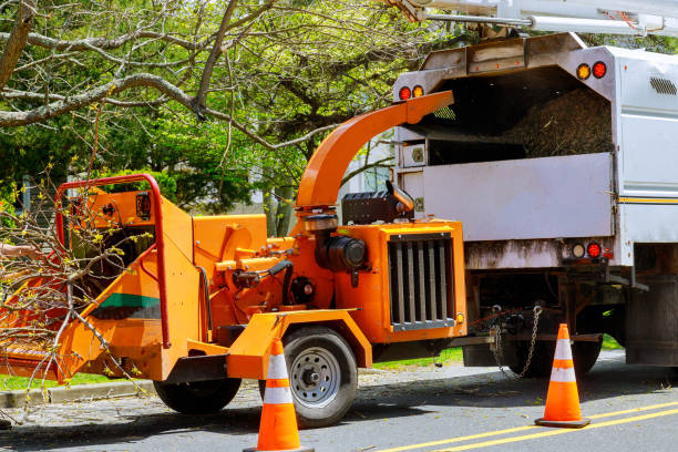 Best Root Management and Removal  in Oneida, NY