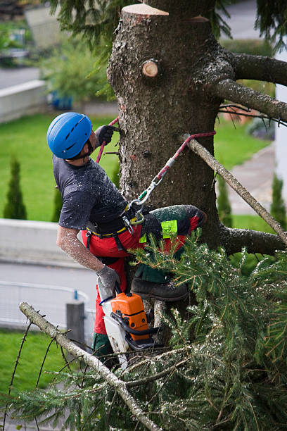 Best Lawn Pest Prevention  in Oneida, NY