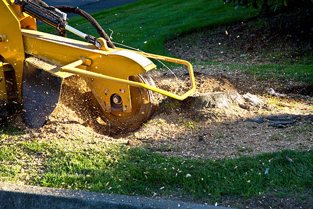 Lawn Pest Prevention in Oneida, NY