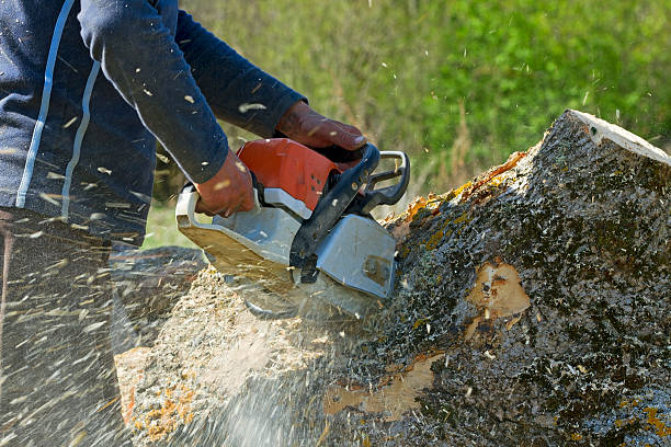 Best Soil Testing and Treatment  in Oneida, NY